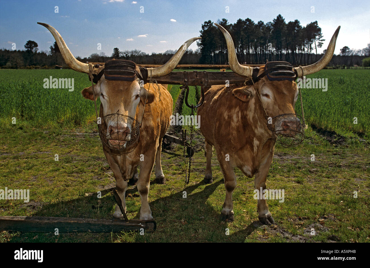 I buoi di aggancio dalla Bearn a Marqueze (sciabole). Attelage de boeufs de gara béarnaise à (Marquèze sciabole). Foto Stock