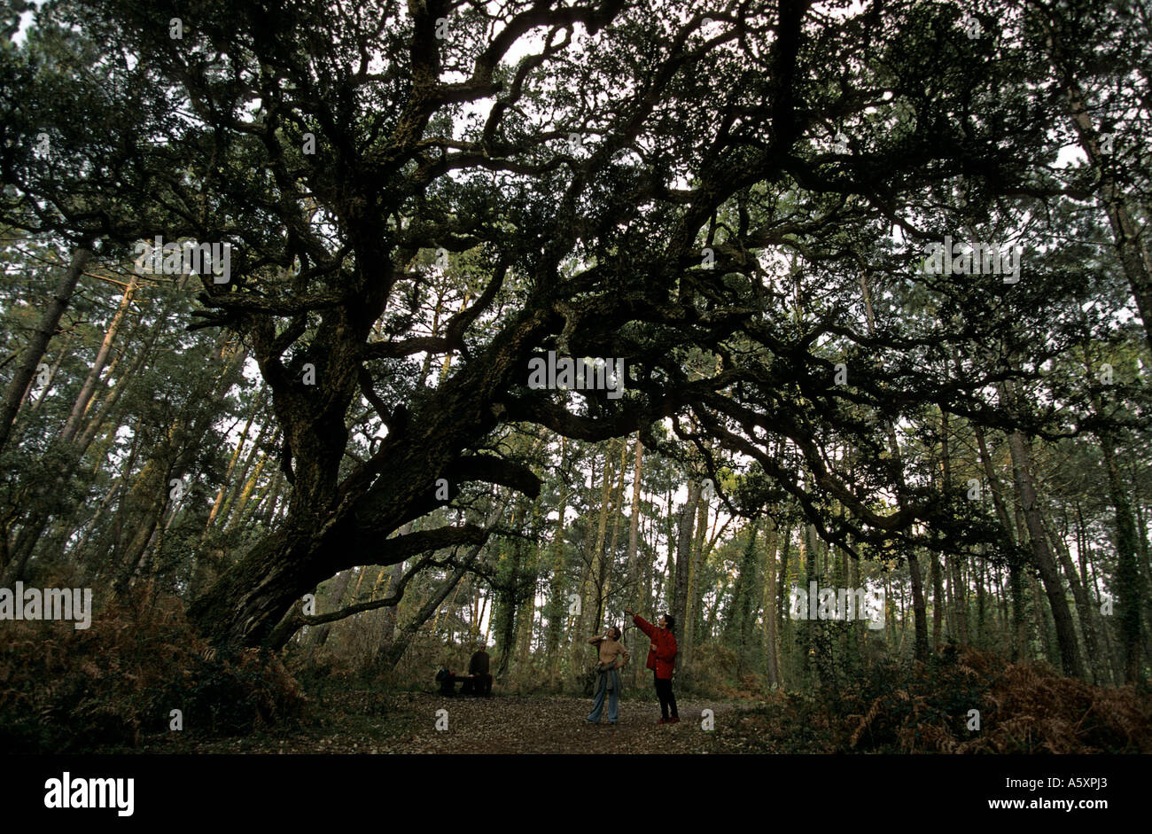 Cork albero nella foresta delle Landes (Francia). Chêne liège dans la forêt landaise (Francia). Foto Stock