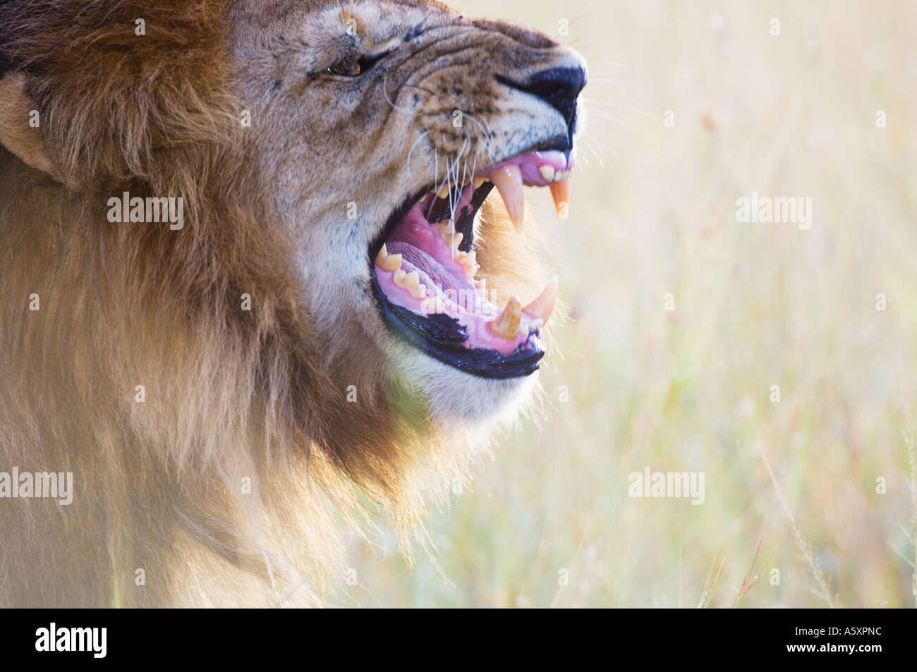 Maschio di leone ruggente Masai Mara National Park in Kenya Foto Stock