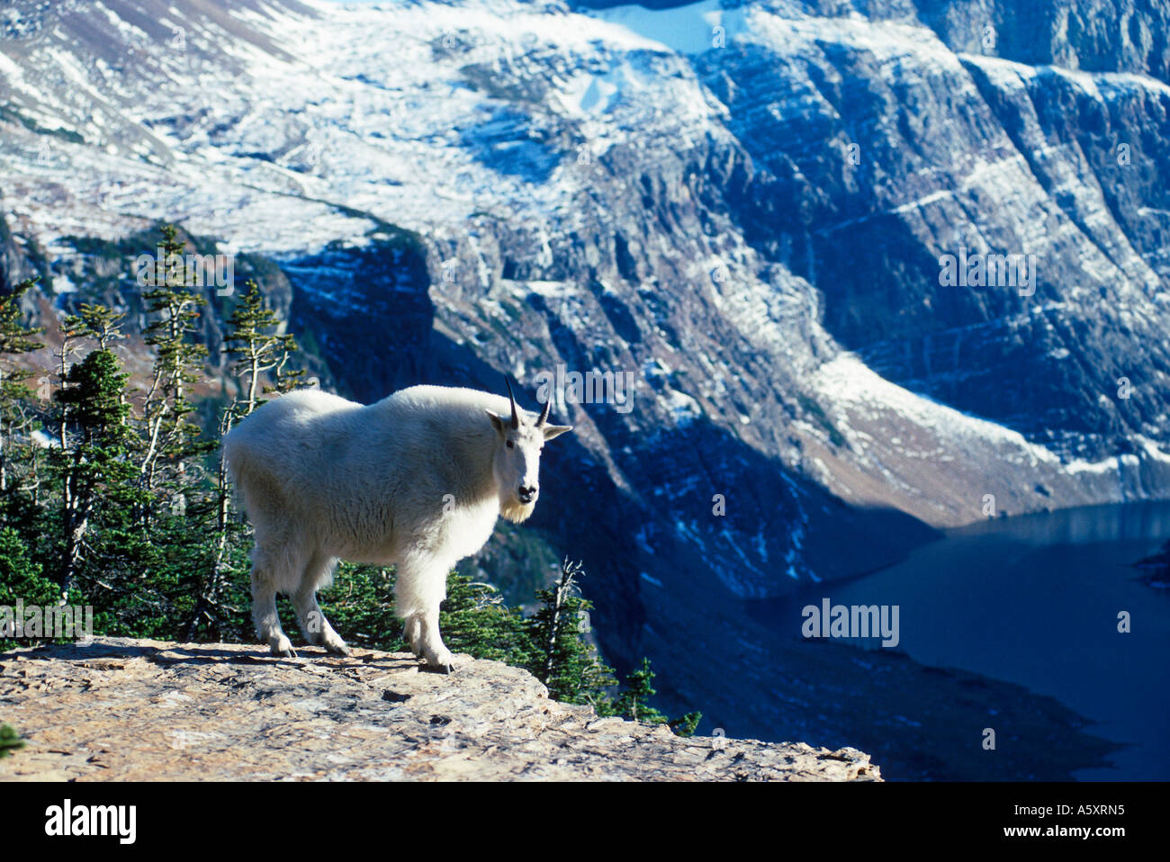 Rocky Mountain Capra Oreamnos americanus Glacier National Park Montana USA Foto Stock