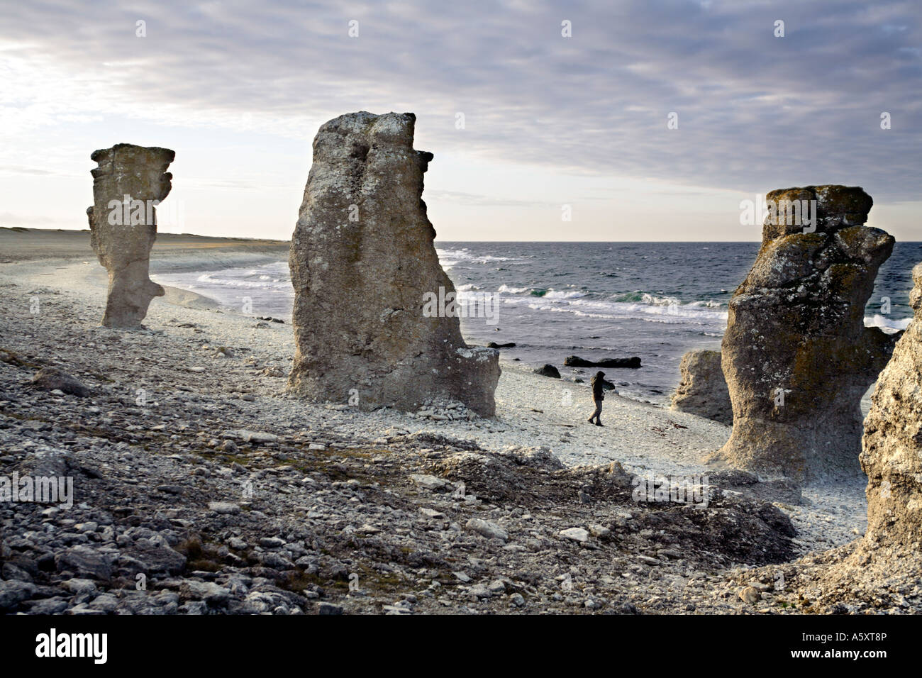 Raukar pietre Rauk un fenomeno geologico- calcare macinato dal mare e dai venti sulla costa di Stark di Gotland Svezia Foto Stock