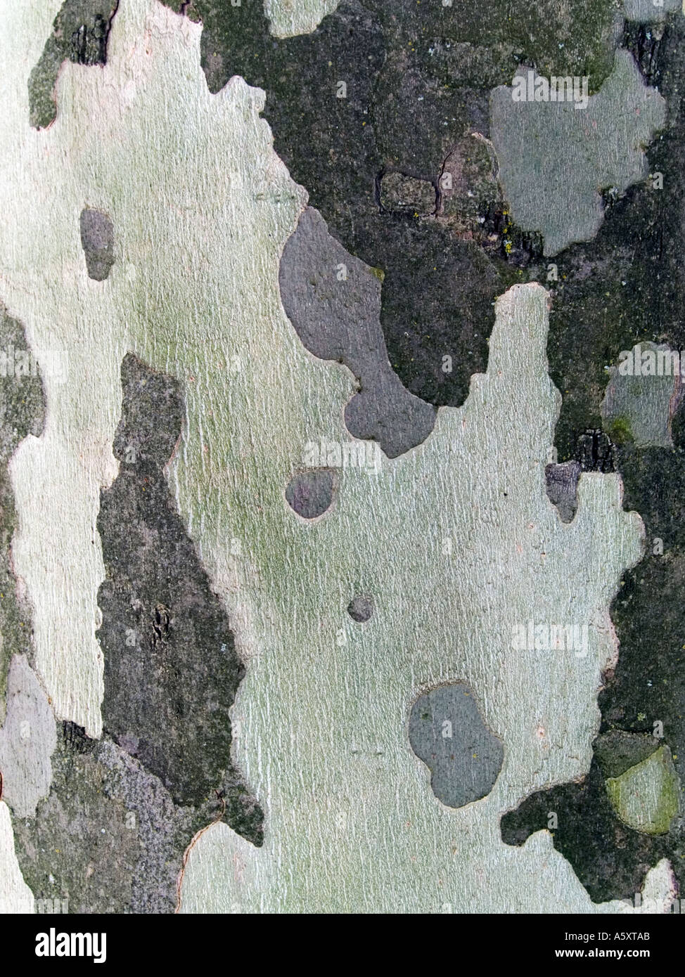 Piano di Londra di corteccia di albero platanus hispanica Foto Stock