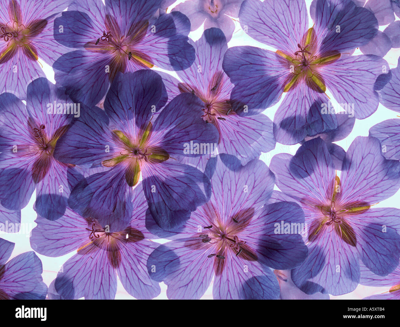 Flowerhead pattern Foto Stock