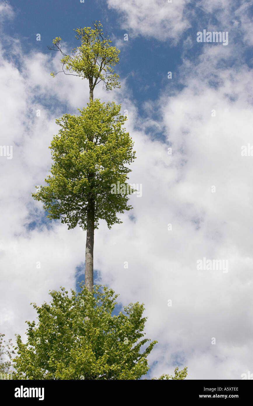 In piedi sulle spalle dei giganti Foto Stock