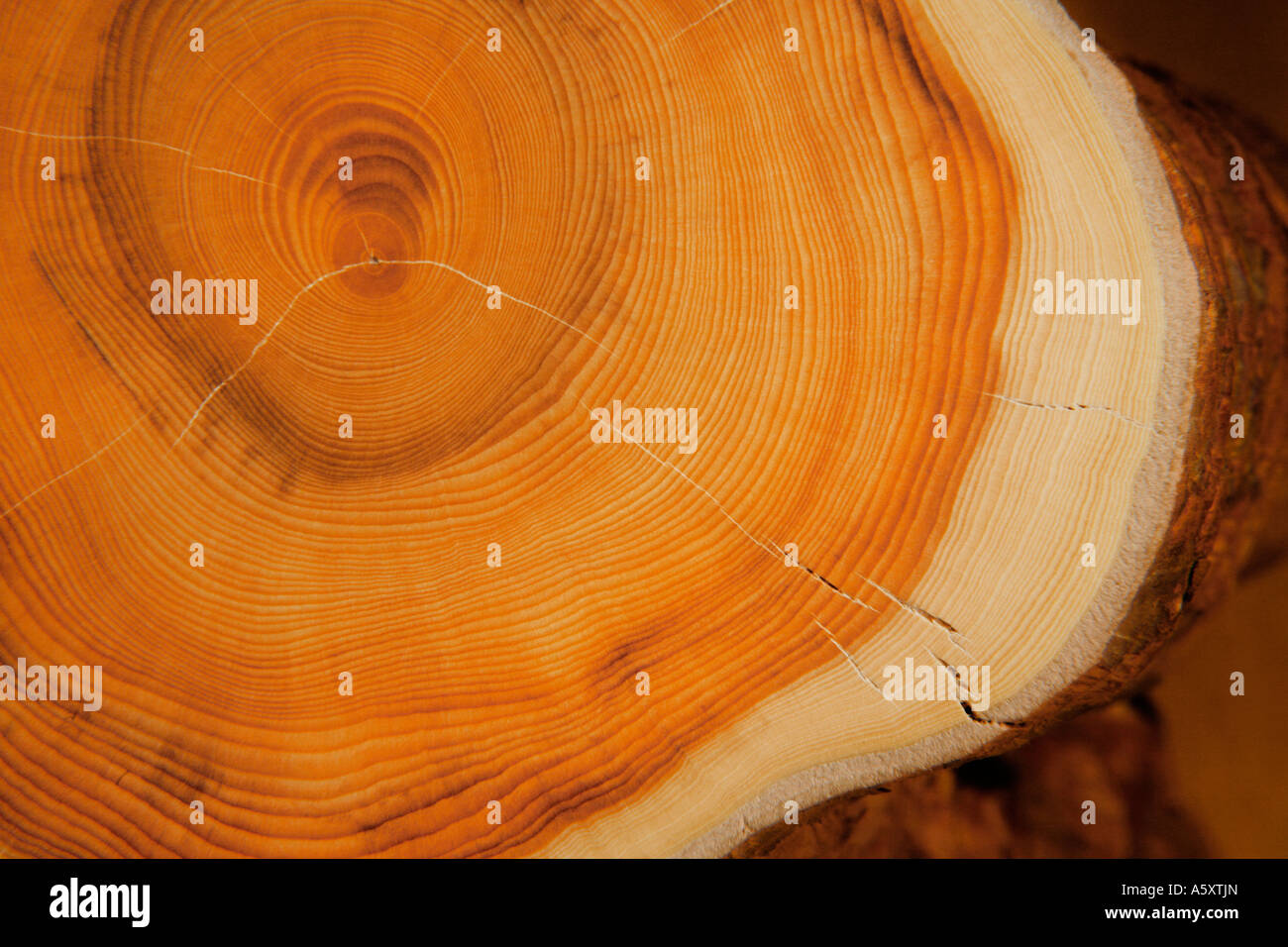 Sezione trasversale di yew tree. Il Taxus Baccata con ca 130 anelli di anno Foto Stock