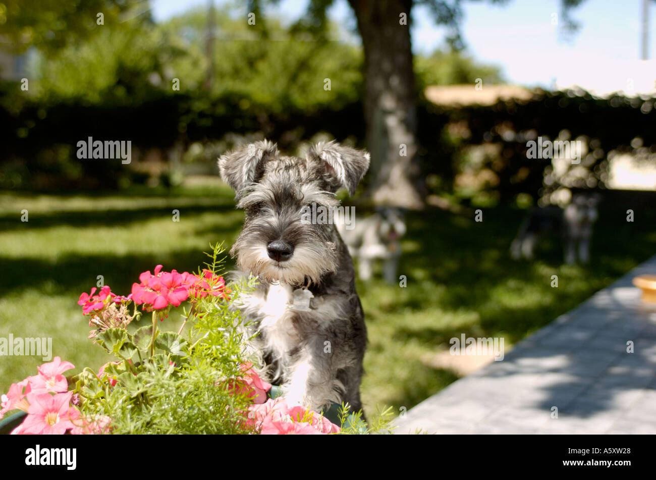 Miniatura Schnauzer cane ponendo al di fuori da fiori in Sun sulla giornata di primavera Foto Stock