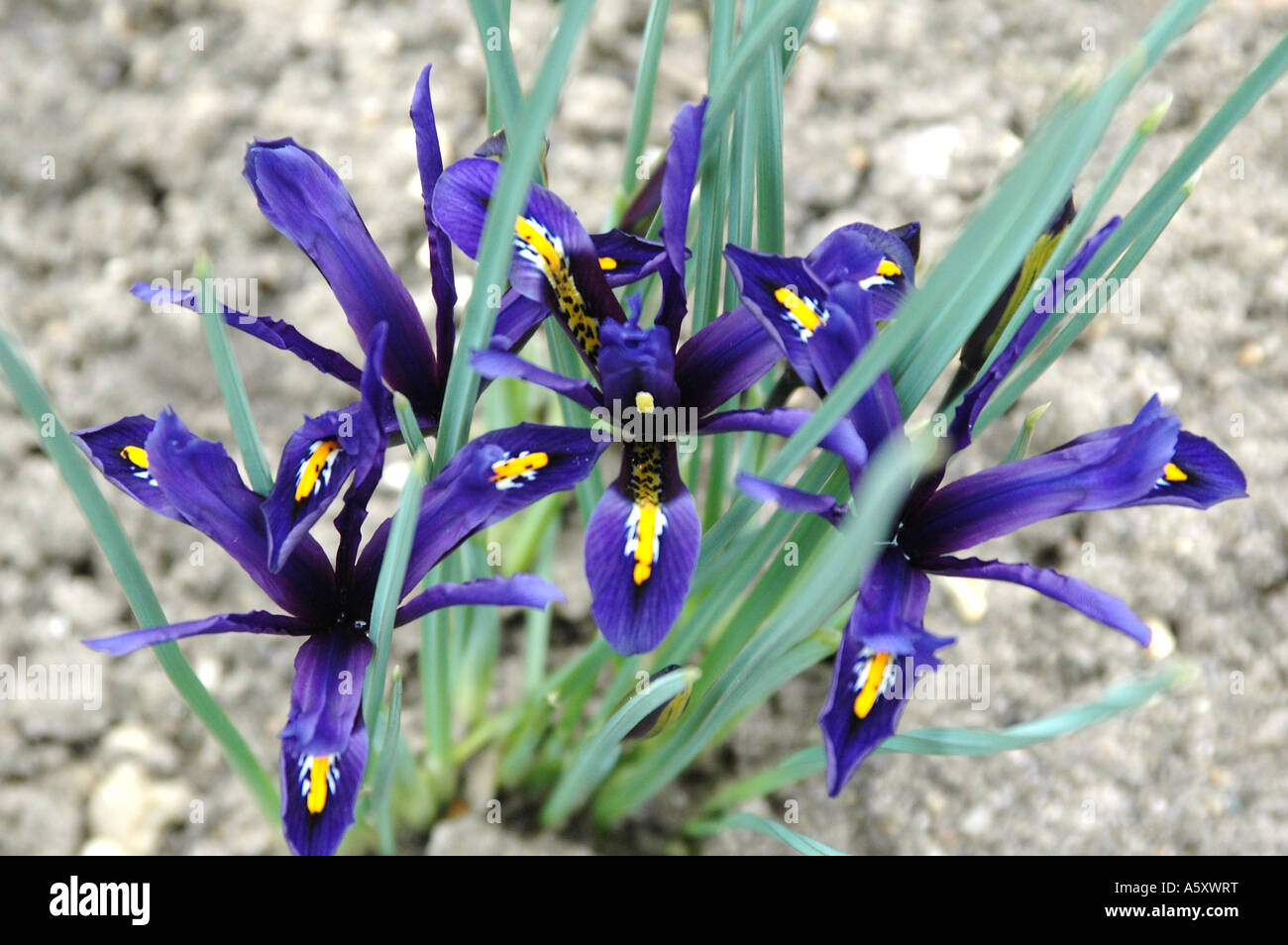Iris nana in fiore Iris reticulata george Foto Stock
