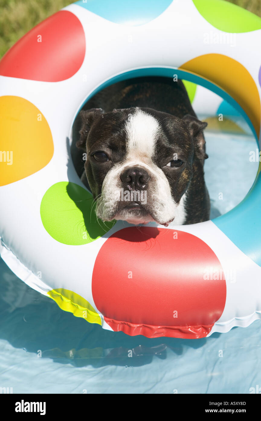 Boston Terrier indossa salvagente Foto Stock