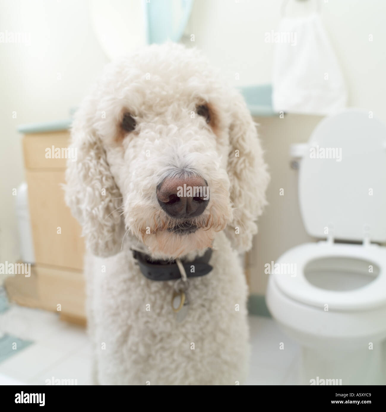 Primo piano di un barboncino Standard in un bagno Foto Stock