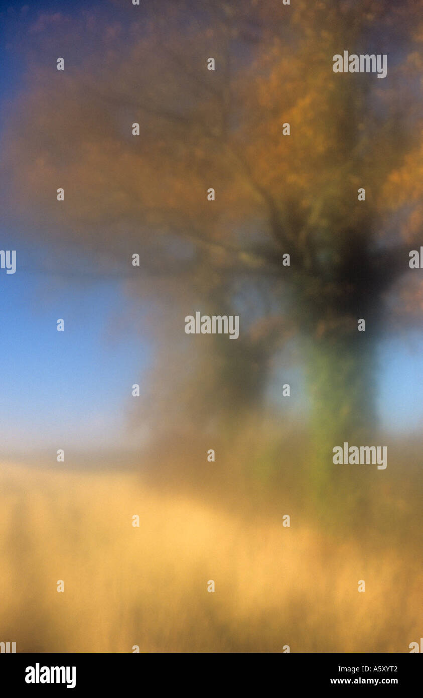 Impressionistica autunnale di scena di due alberi di quercia marrone con foglie e erbe secche e le siepi e boschi lontani con il blu del cielo Foto Stock