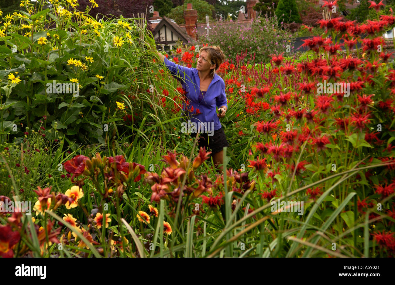 L'Università di Bristol Giardino Botanico assistente capo giardiniere partecipando alle piante nella frontiera calda England Regno Unito GB Foto Stock