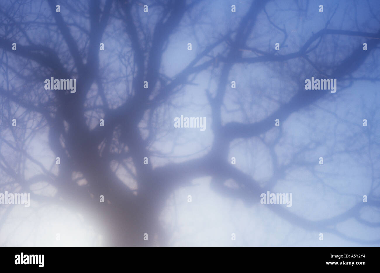 Silhouette atmosferica dei rami ritorti di un albero invernale contro un pallido argenteo cielo blu Foto Stock