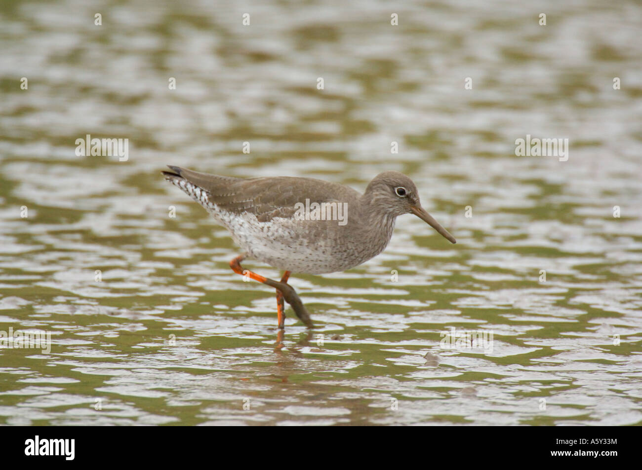 Redshank guadare in tidal marsh Thornham paludi Norfolk Febbraio 2007 Foto Stock