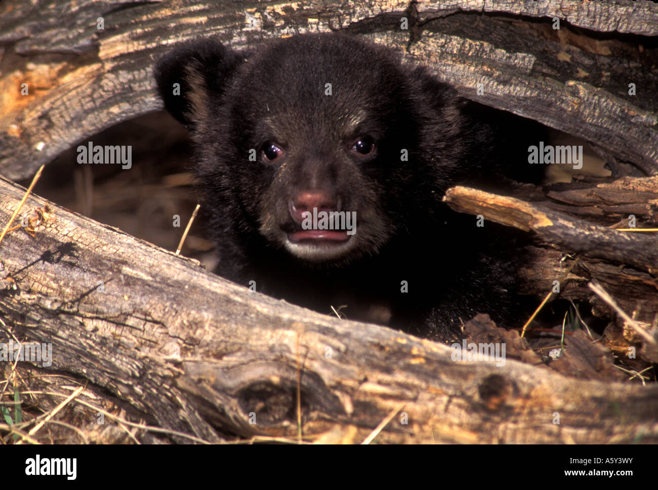 MBK-253 Black Bear Cub in arti Foto Stock