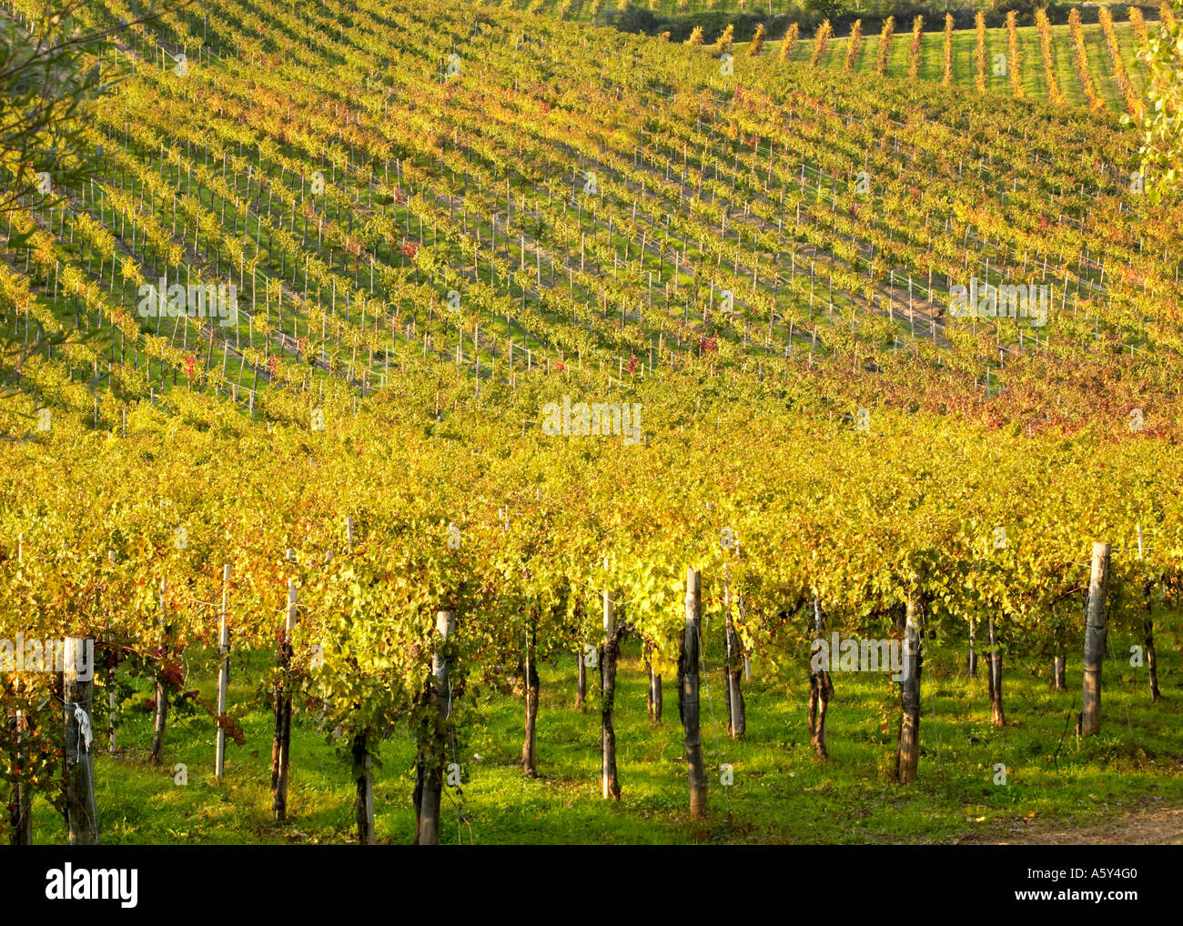 Autunno vigneti vicino a Radda in Chianti, Toscana, Italia Foto Stock