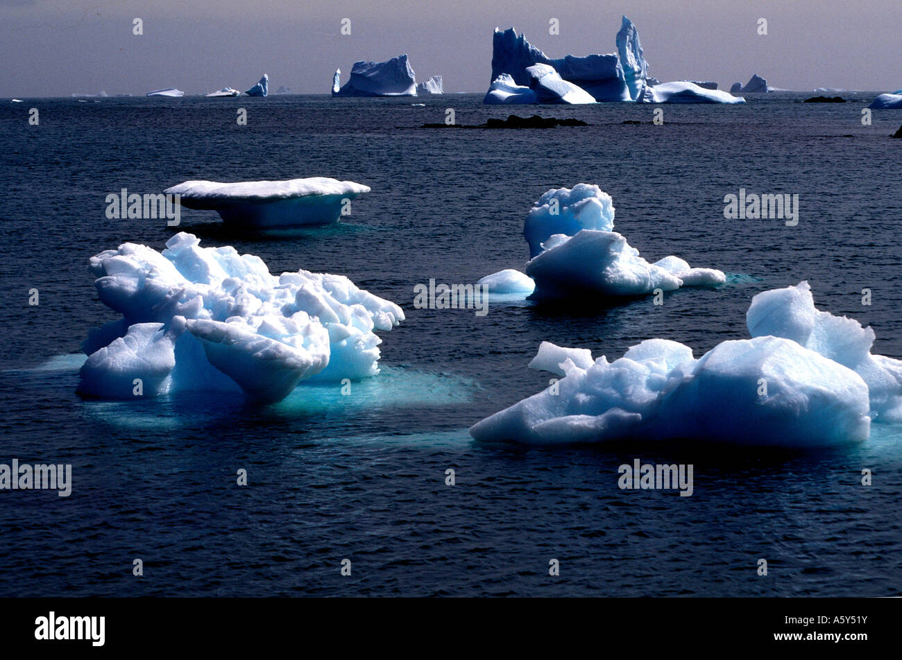 PA4-71 FUNGO ICEBERG TRA GLI ALTRI Foto Stock