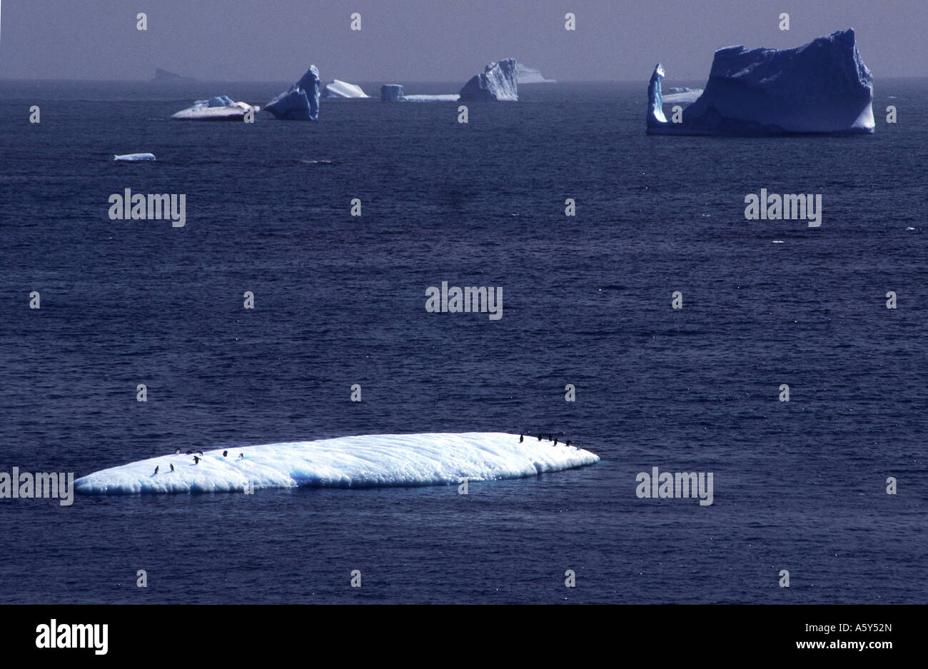 PA4-73 ICEBERG con pinguini Foto Stock