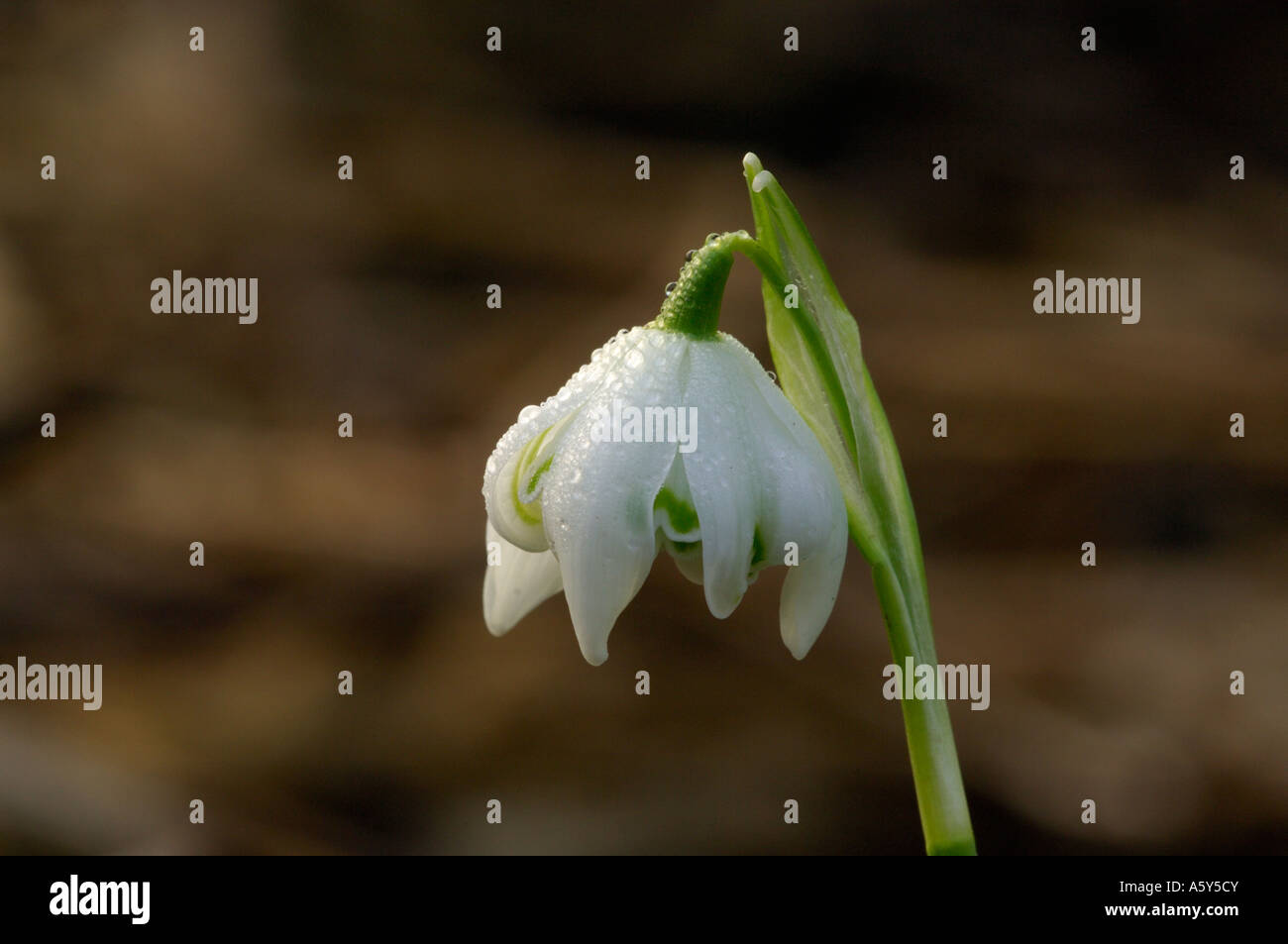 Studio di macro di rugiada coperto Snowdrop Lee Valley Park Febbraio 2007 Foto Stock