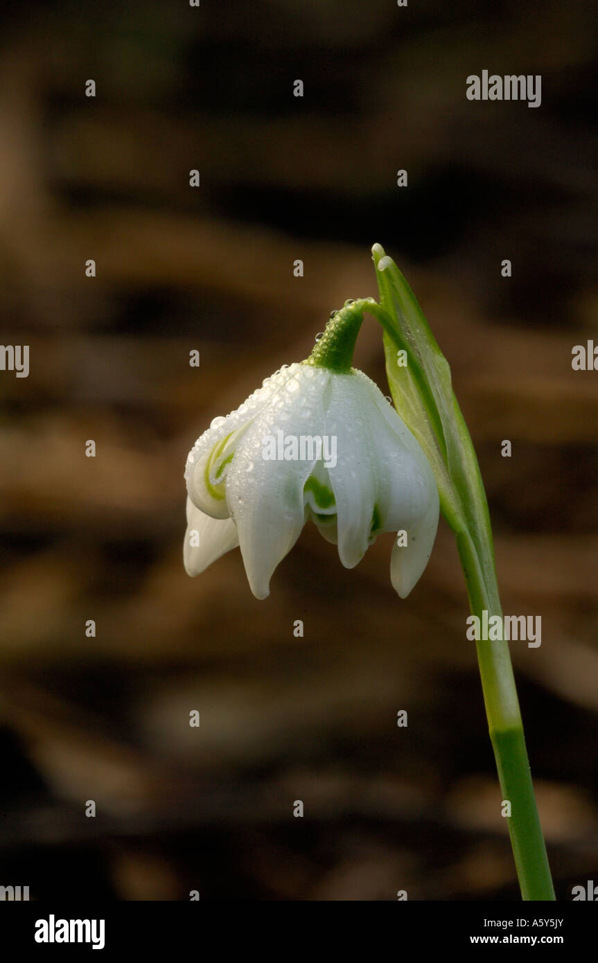 Studio di macro di rugiada coperto Snowdrop Lee Valley Park Febbraio 2007 Foto Stock