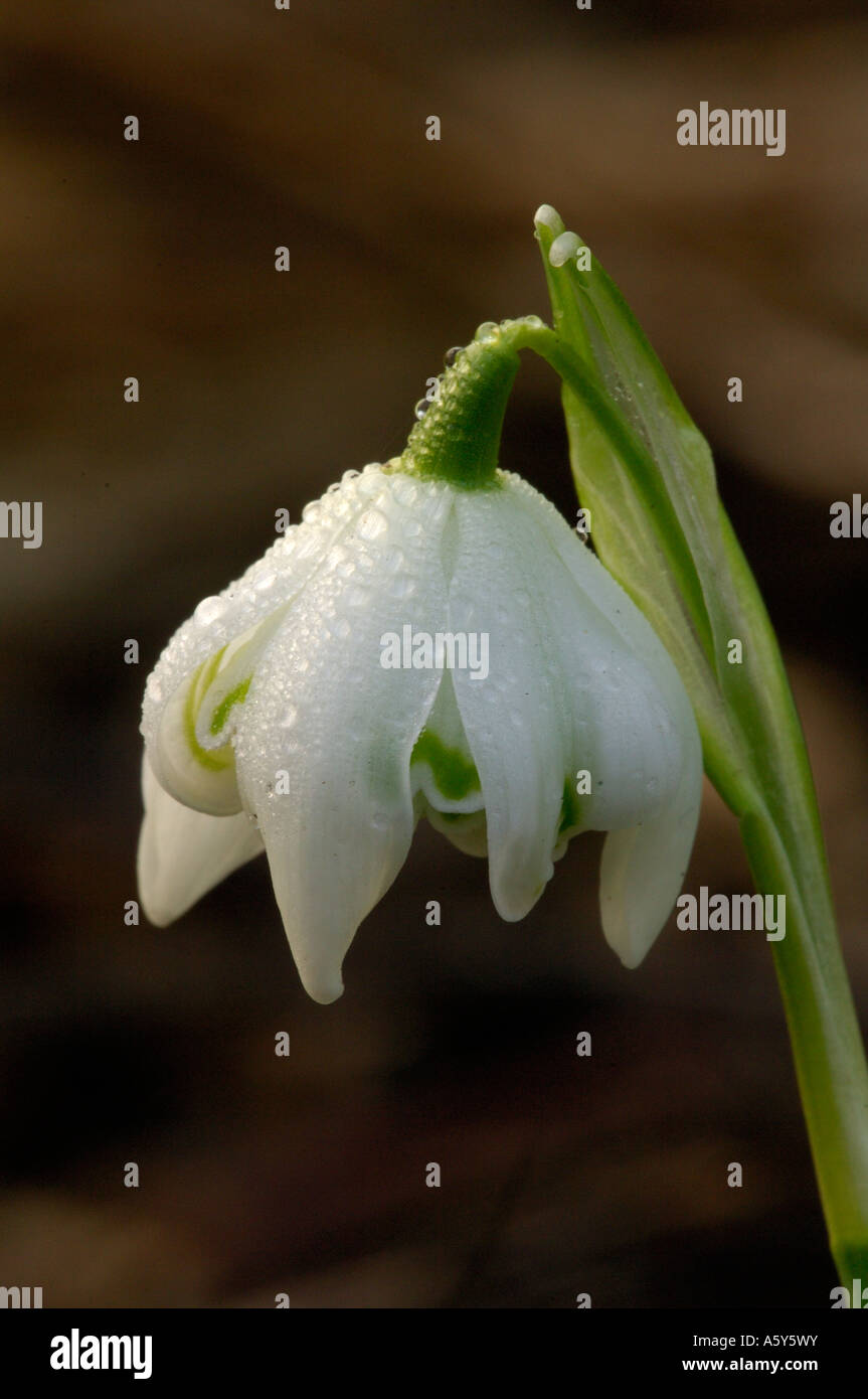 Studio di macro di rugiada coperto Snowdrop Lee Valley Park Febbraio 2007 Foto Stock