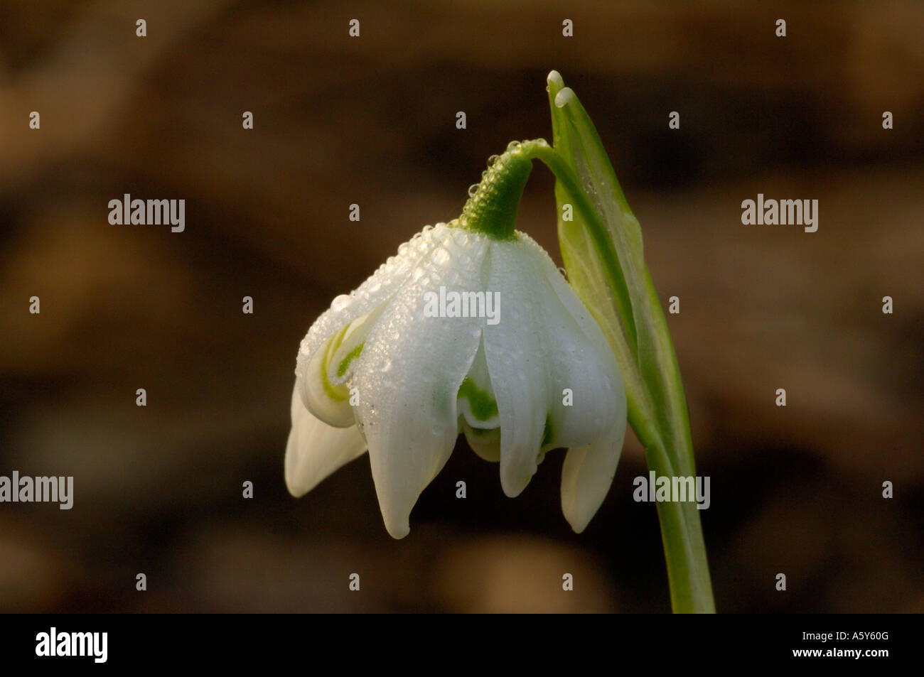 Studio di macro di rugiada coperto Snowdrop Lee Valley Park Febbraio 2007 Foto Stock