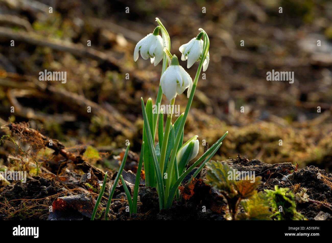 Coperti di rugiada Snowdrops crescente nel bosco Lee Valley Park Febbraio 2007 Foto Stock