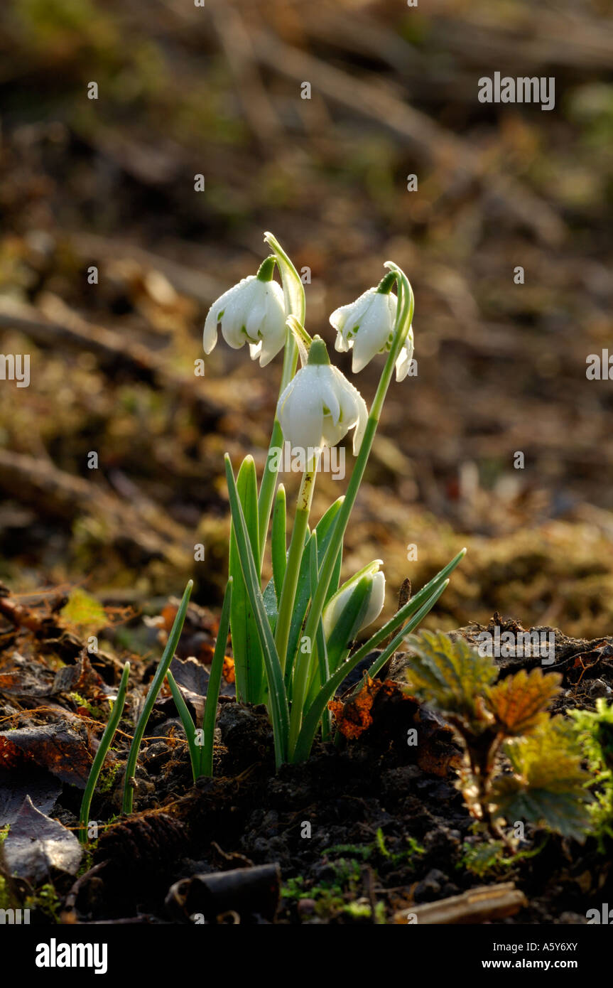 Coperti di rugiada Snowdrops crescente nel bosco Lee Valley Park Febbraio 2007 Foto Stock