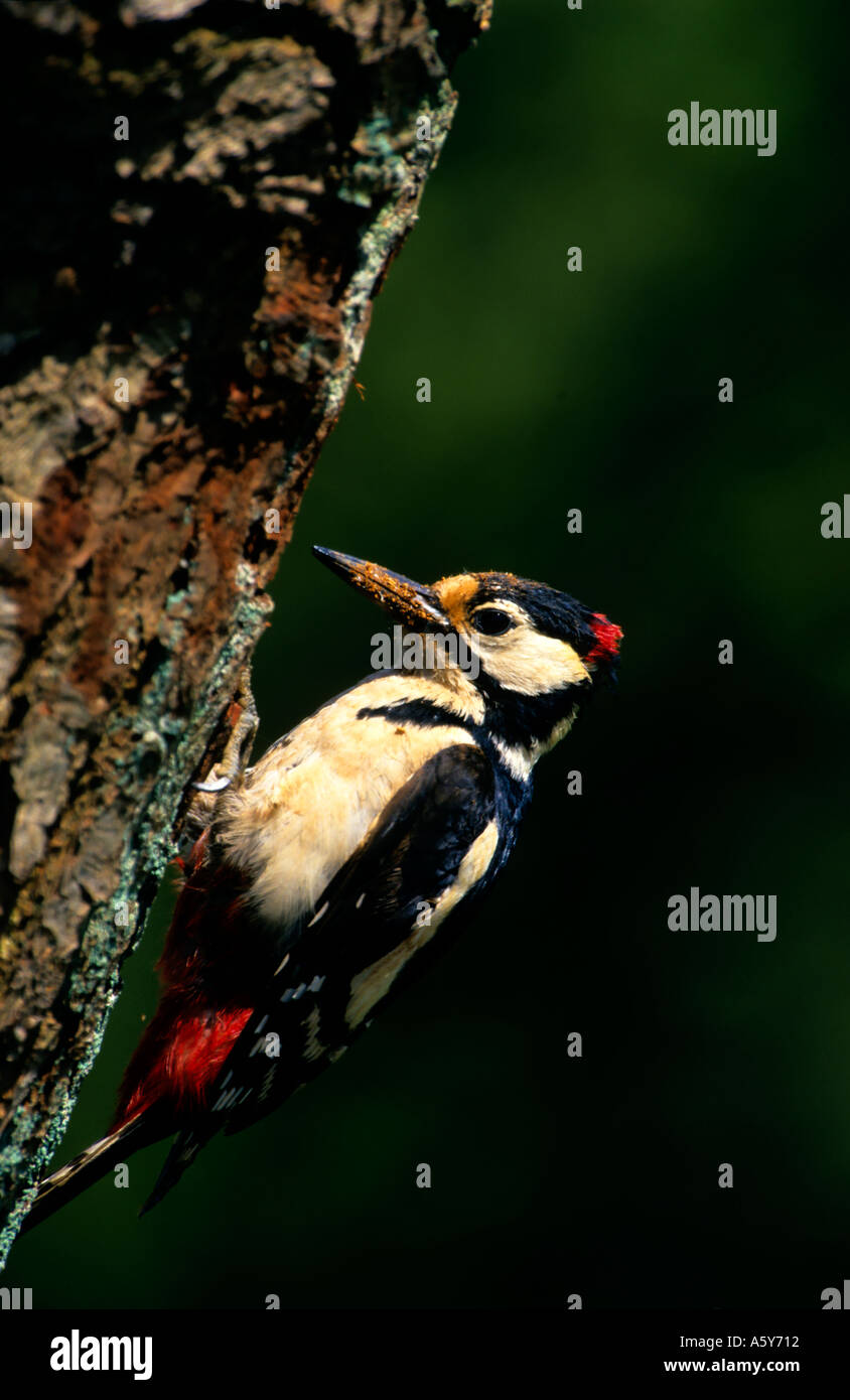 Picchio Rosso (Dendrocopos major) trovare cibo sul vecchio ramo di albero potton bedfordshire Foto Stock