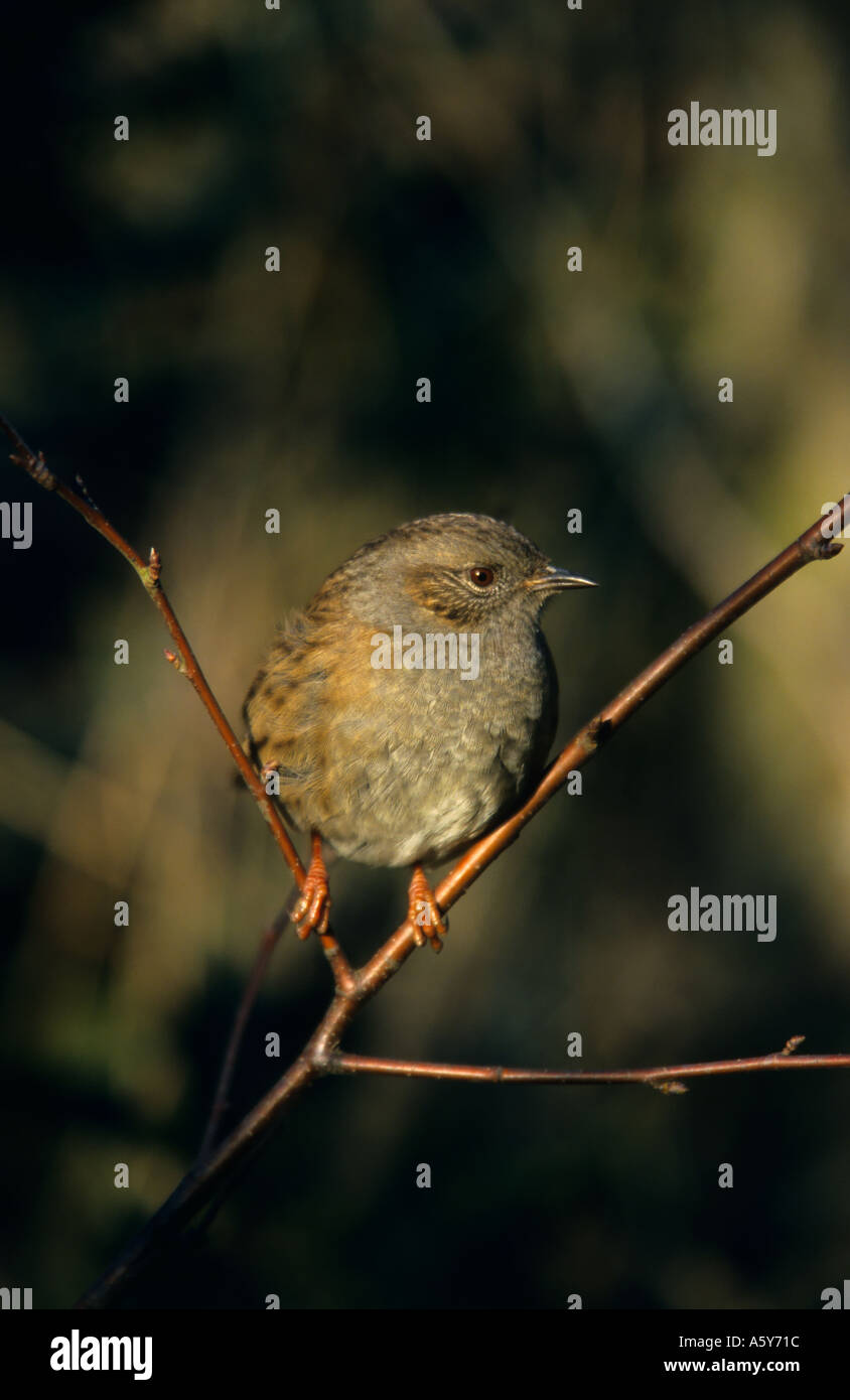 Dunnock Prunella modularis persico nel ramo forcella cercando alert potton bedfordshire Foto Stock