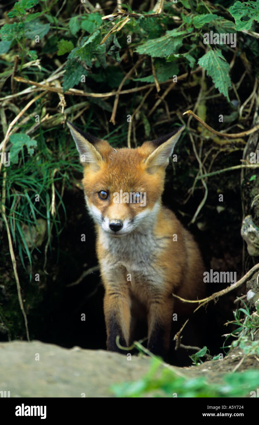 Red Fox cub (Vulpes vulpes vaulpes) guardando fuori della terra surrey Foto Stock
