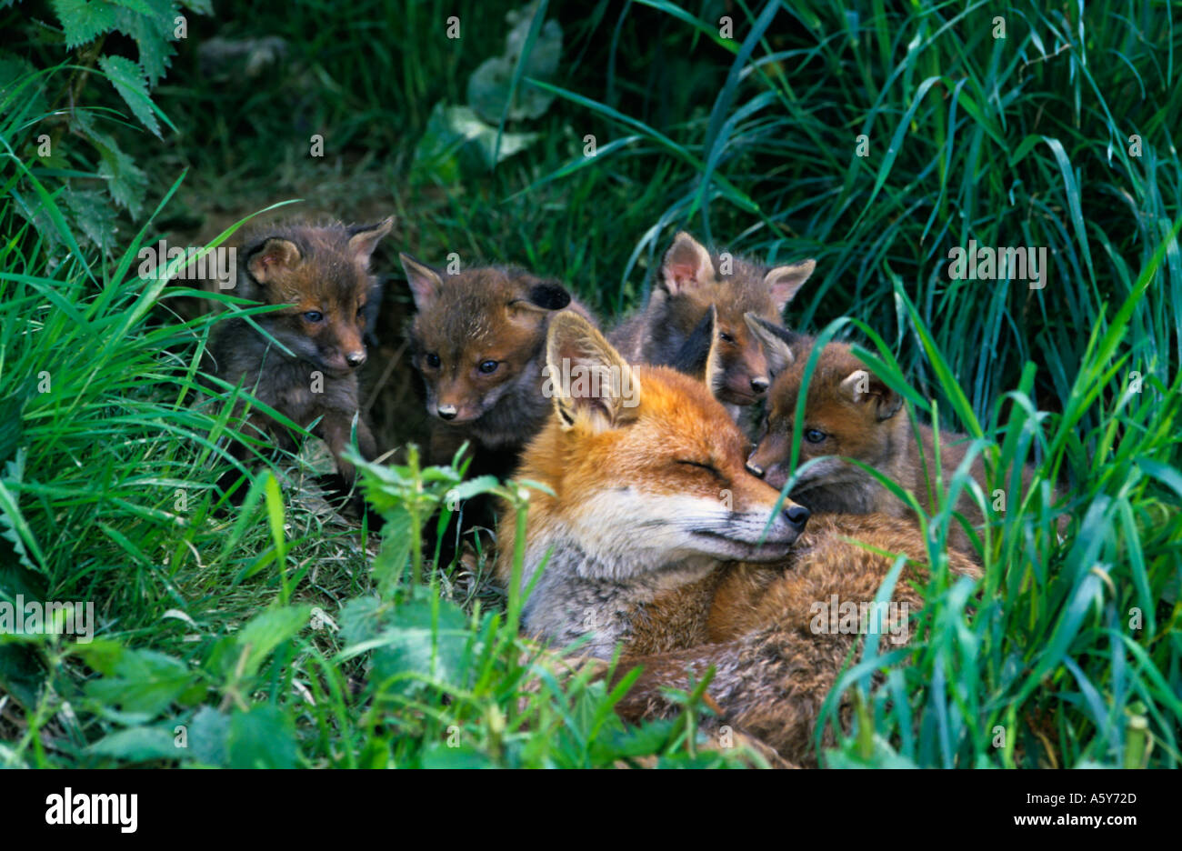 Red Fox (Vulpes vulpes vaulpes) posa in opera al di fuori della terra con i cuccioli intorno a lei surrey Foto Stock