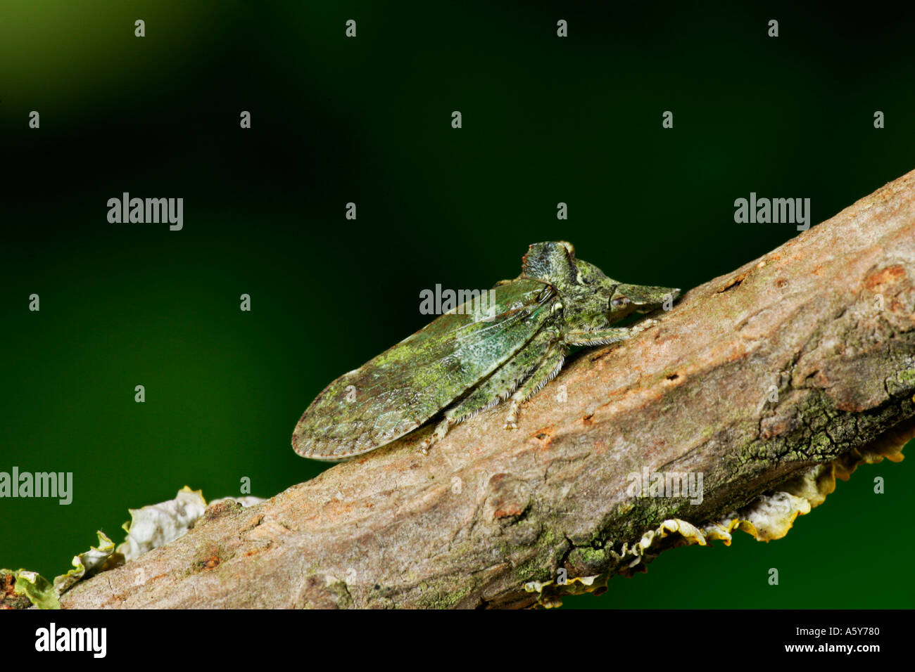 Ledra Aurita è uno della famiglia leafhopper ed è il solo organo europeo della sua famiglia vive in prevalenza da boschi di quercia Foto Stock