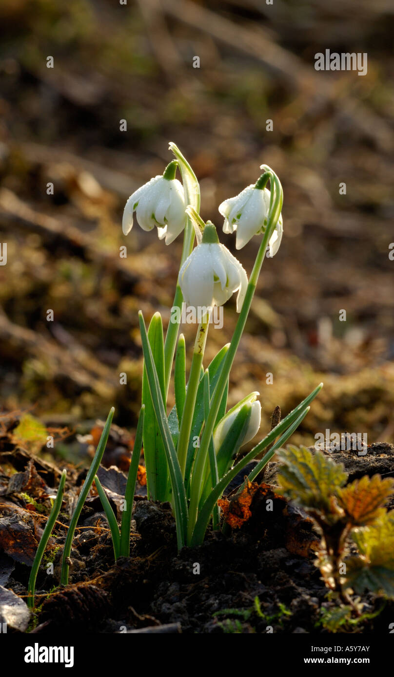 Coperti di rugiada Snowdrops crescente nel bosco Lee Valley Park Febbraio 2007 Foto Stock