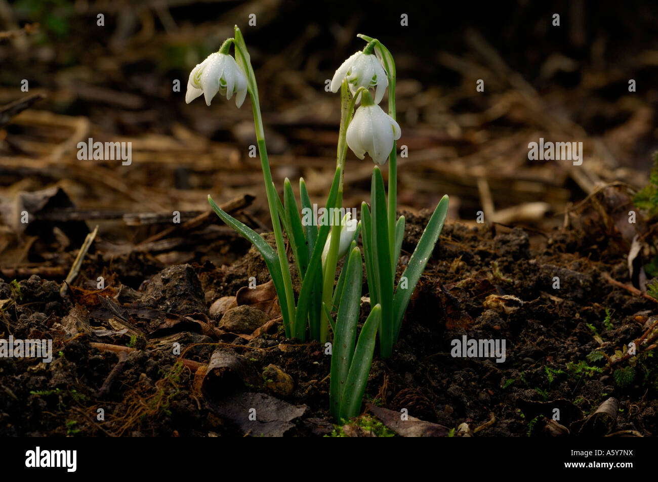 Coperti di rugiada Snowdrops crescente nel bosco Lee Valley Park Febbraio 2007 Foto Stock