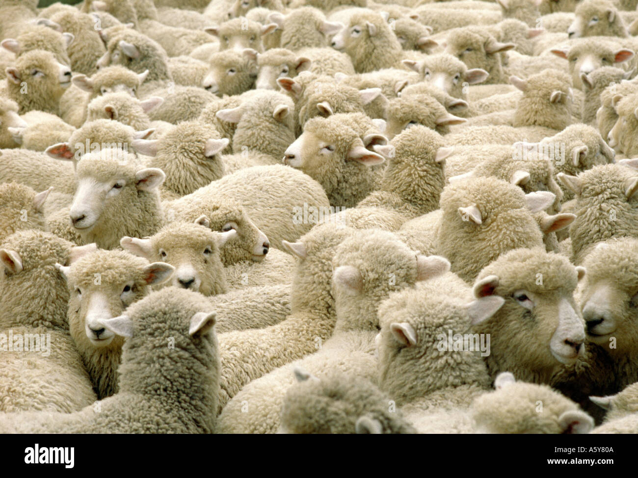 "Tout le monde" [rinchiuso nella pecora] Foto Stock