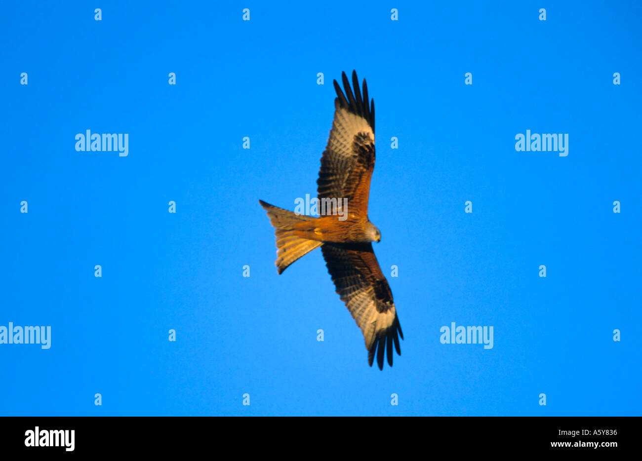 Nibbio reale Milvus milvus in volo con un bel cielo blu il chiltens bedfordshire Foto Stock