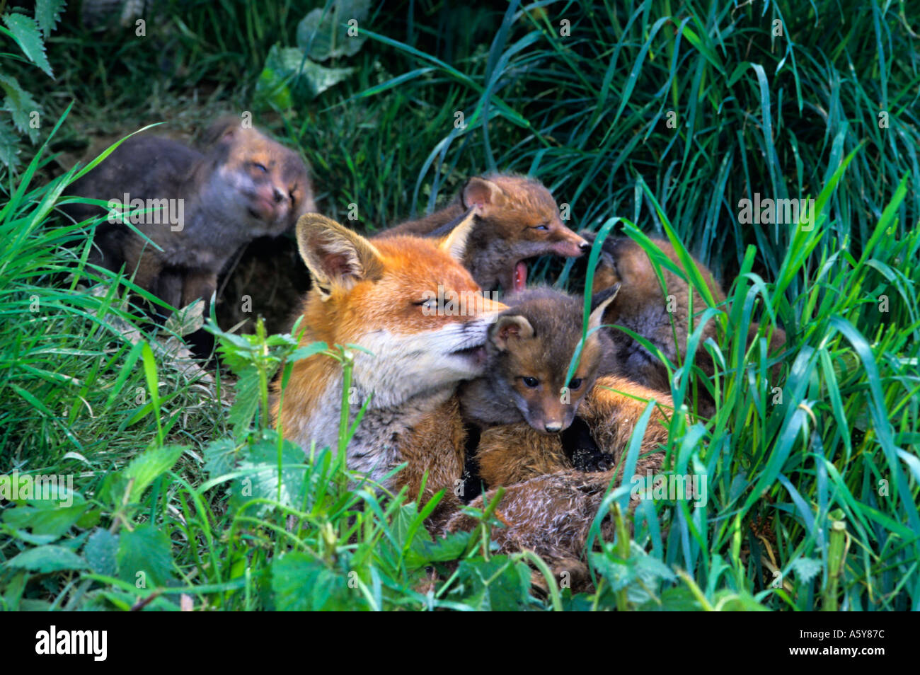Red Fox (Vulpes vulpes vaulpes) vixen tendente cubs all ingresso a massa surrey Foto Stock