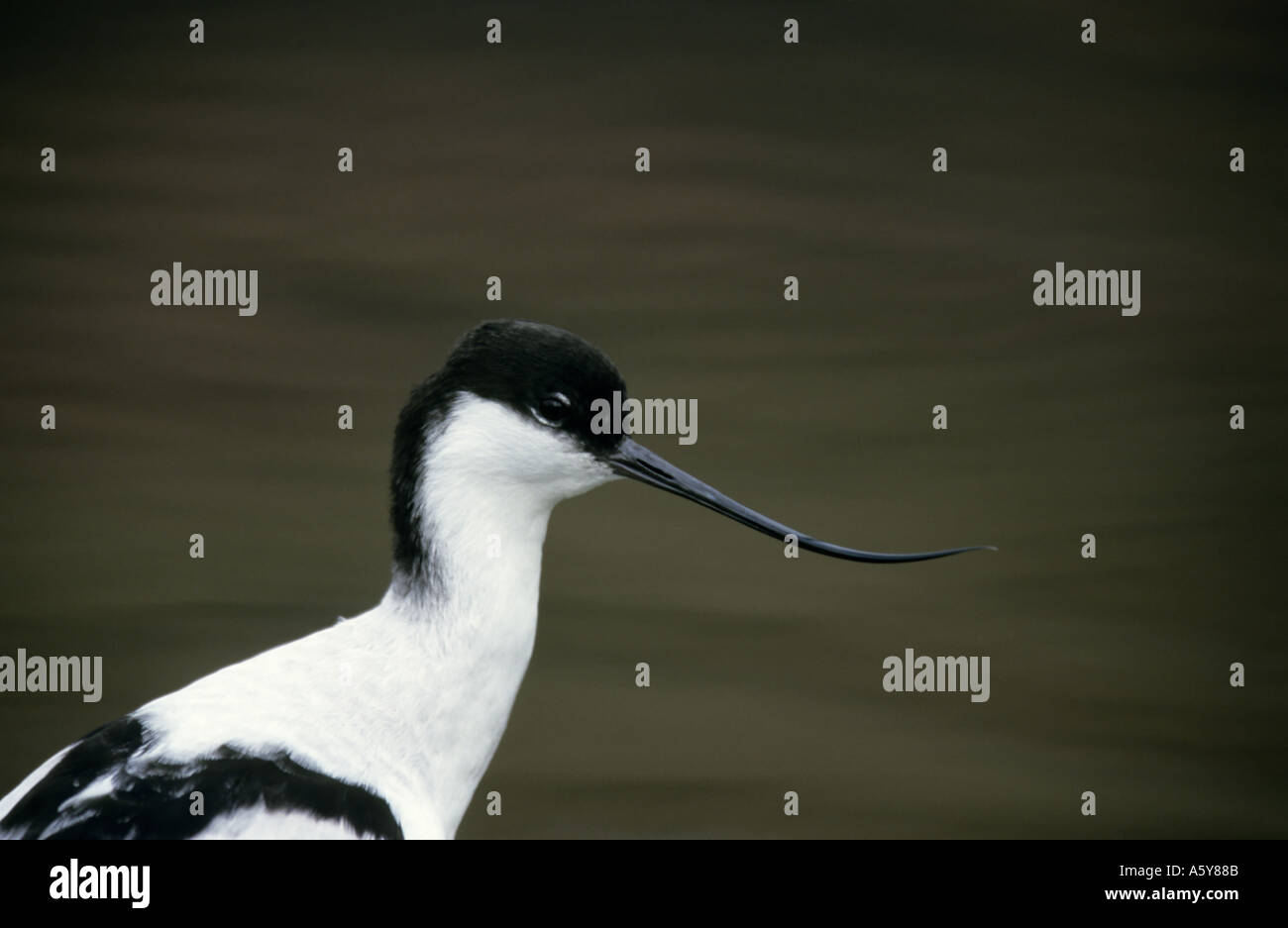 Avocetta Recurvirostra avosetta colpo di testa che mostra la curvatura di Nizza becco welney norfolk Foto Stock