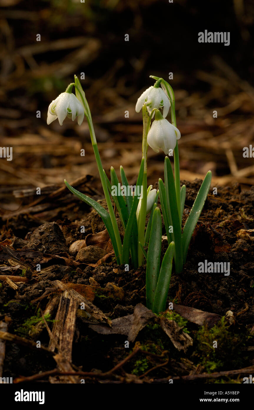 Coperti di rugiada Snowdrops crescente nel bosco Lee Valley Park Febbraio 2007 Foto Stock