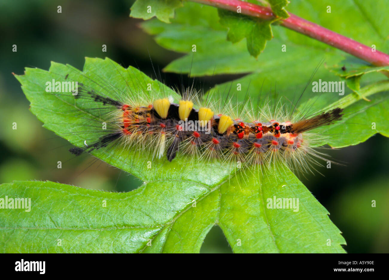 Il Vaporer Orgyia antiqua Larva alimentazione su Hawthorn potton bedfordshire Foto Stock
