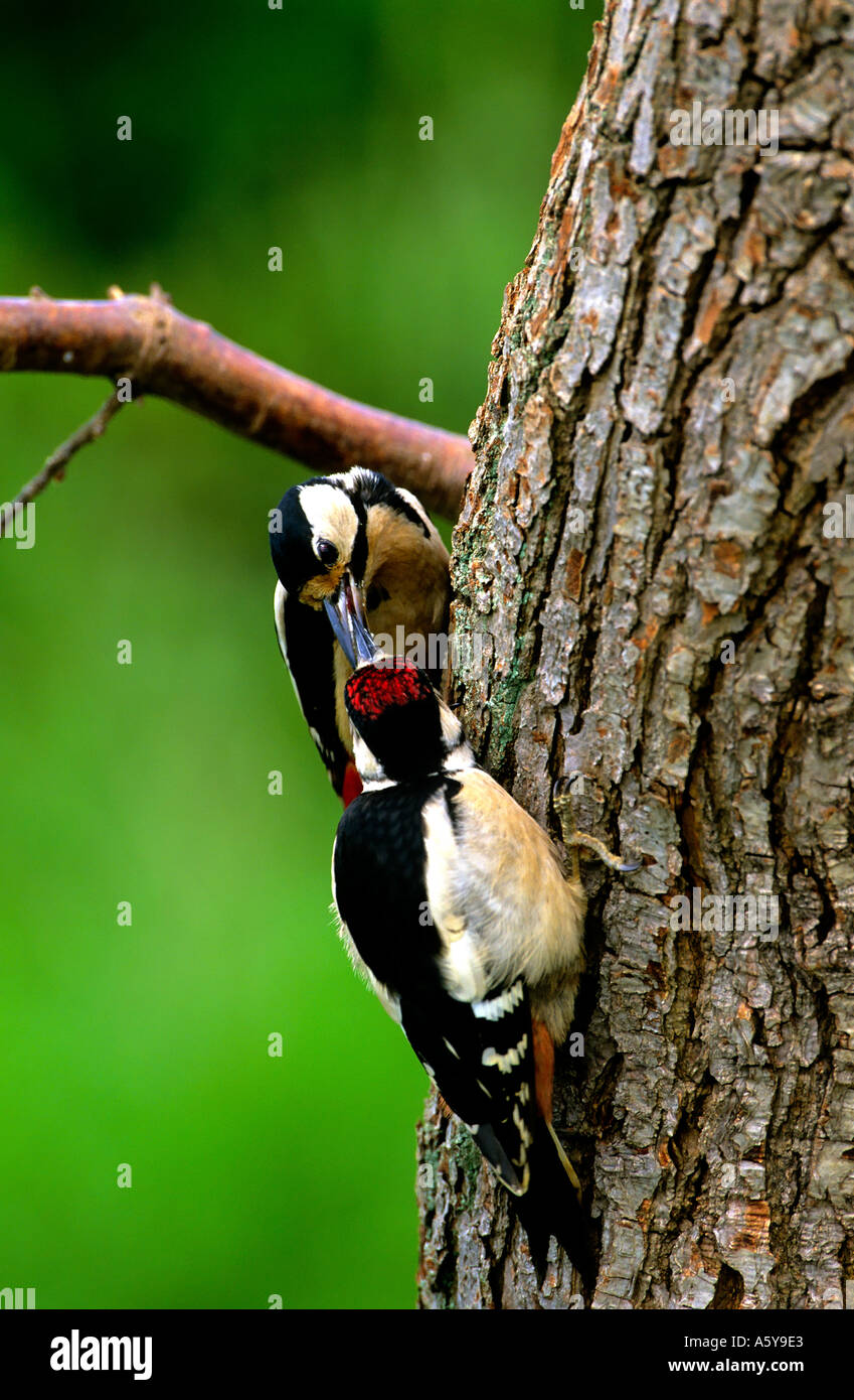 Picchio Rosso (Dendrocopos major) Alimentazione dei giovani bird sul tronco di albero potton bedfordshire Foto Stock