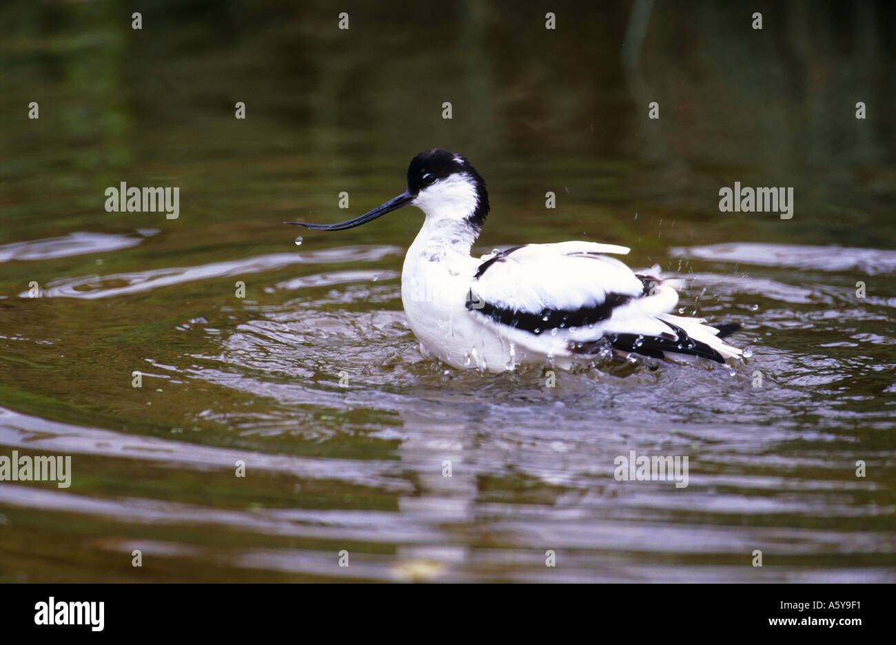 Avocetta Recurvirostra avosetta balneazione in acque poco profonde con increspature pensthorpe norfolk Foto Stock