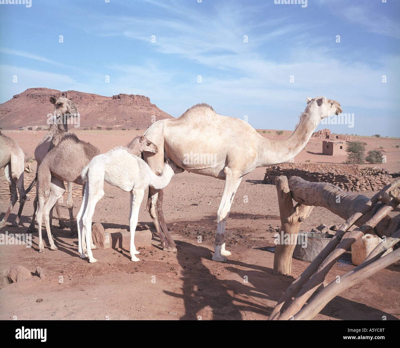 I cammelli e uomini nomadi in prossimità di un lavello di acqua nel deserto, Sudan Foto Stock