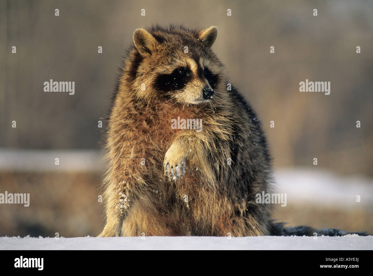 Raccoon (Procione lotor) captive Foto Stock