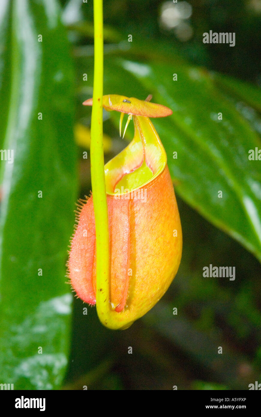 Pianta brocca Nepenthe bicalcerata osservato per due zanne sotto il suo coperchio Foto Stock