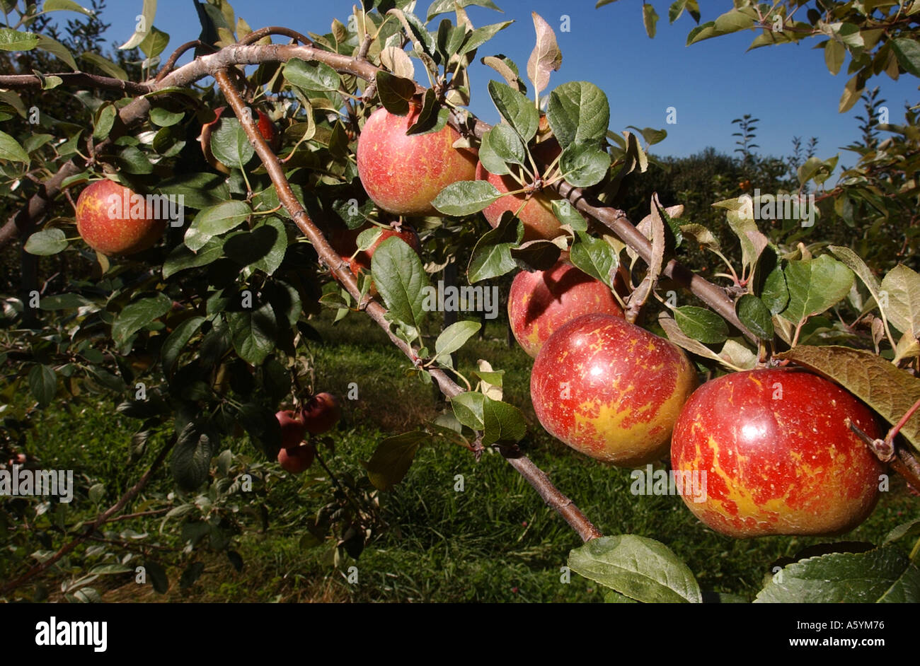 Le mele su alberi in un Apple Orchard Foto Stock