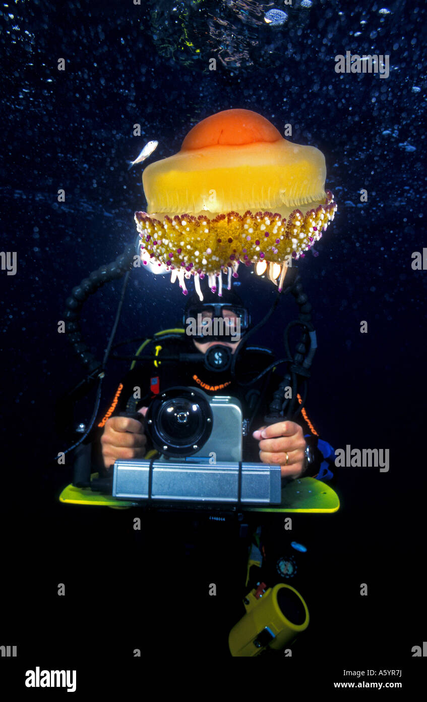 Sommozzatore riprese video di meduse Cotylorhiza tuberculata Cesme Turchia Foto Stock