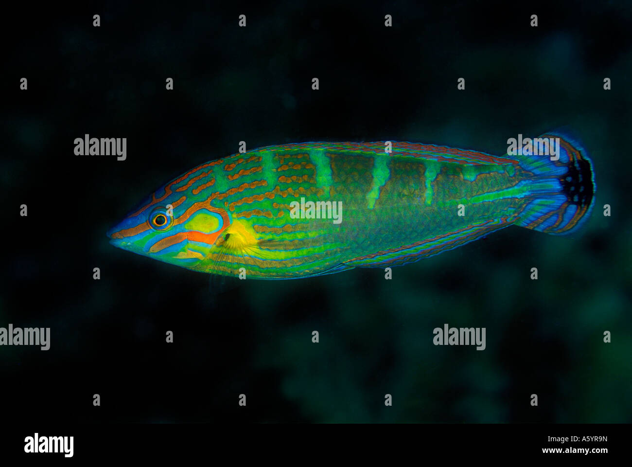 Pinstriped wrasse Halichoeres melanurus Tangat Isola Filippine Foto Stock