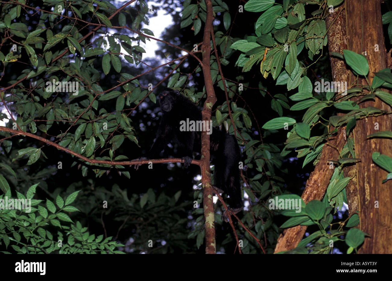 Crested black macaque Macaca nigra Tankoko Parco Nazionale di Sulawesi - Indonesia Foto Stock