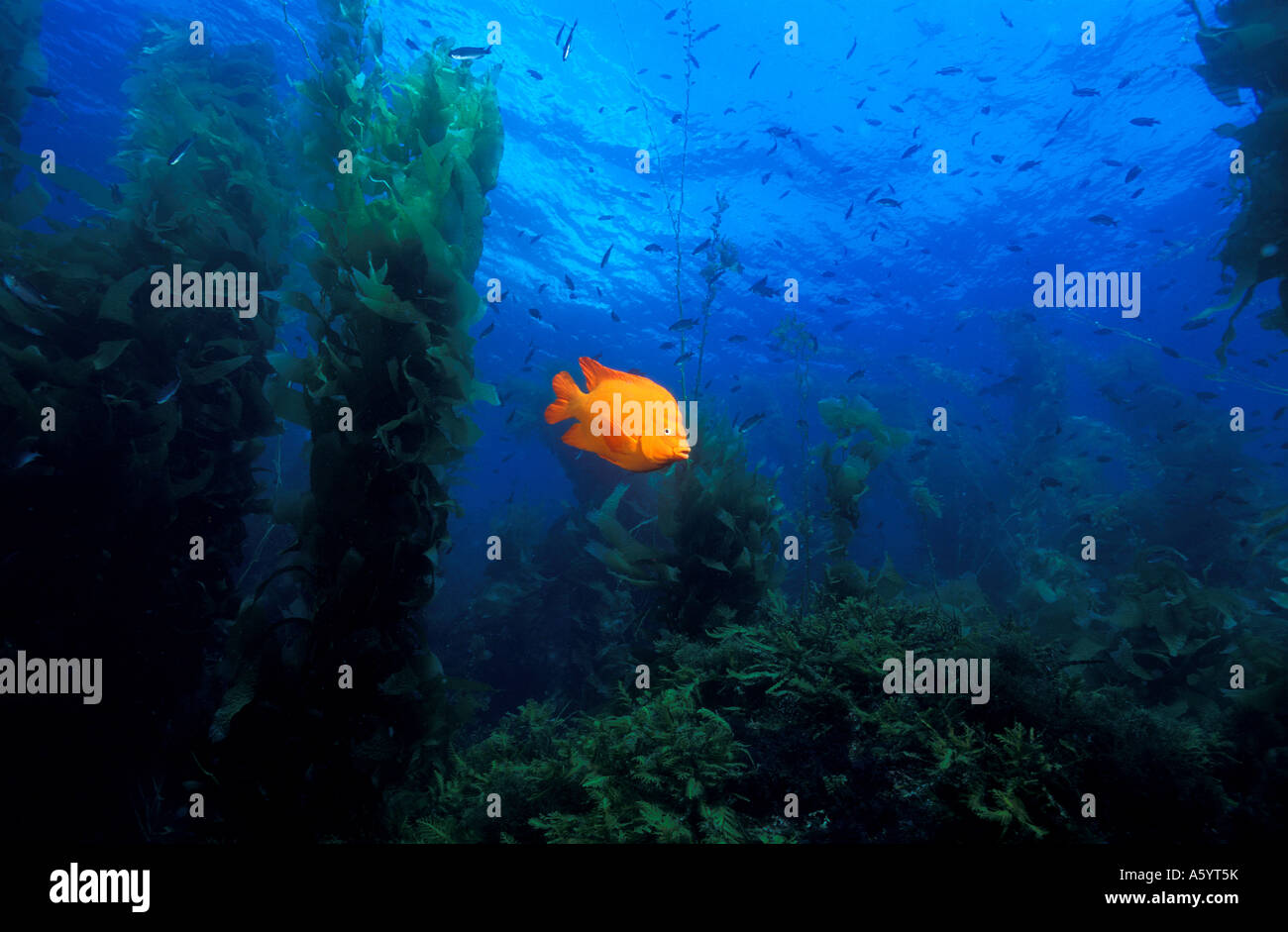 Garibaldi Hypsypops rubicundus Isole del Canale California USA Foto Stock